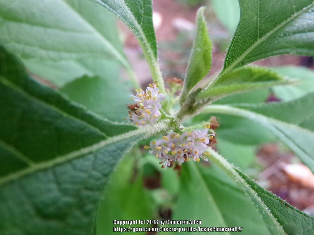 Photo of American Beautyberry (Callicarpa americana) uploaded by TexasPlumeria87