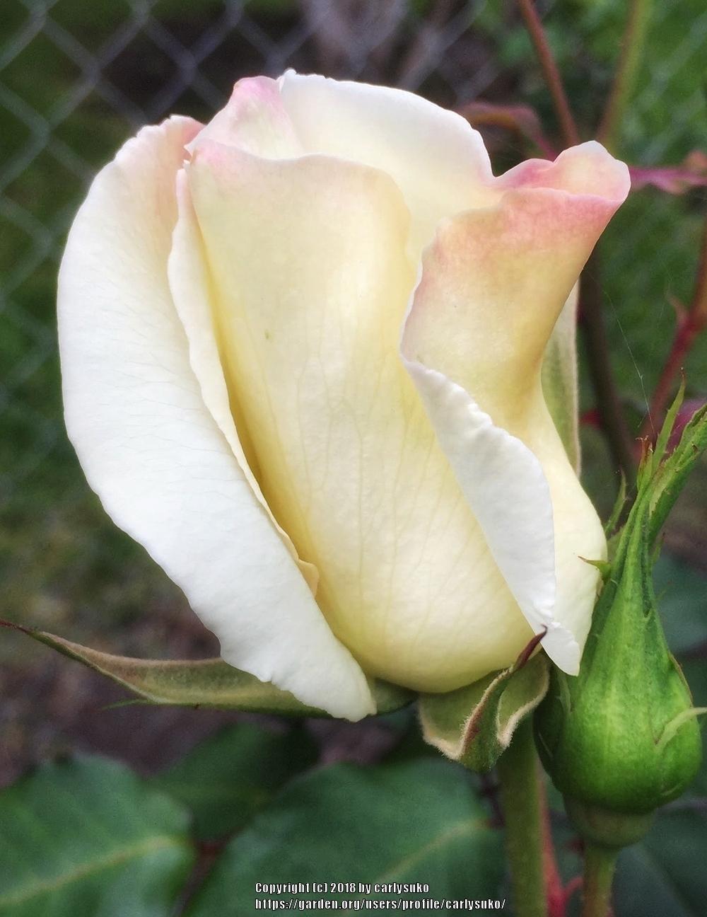 Photo of Rose (Rosa 'John F. Kennedy') uploaded by carlysuko