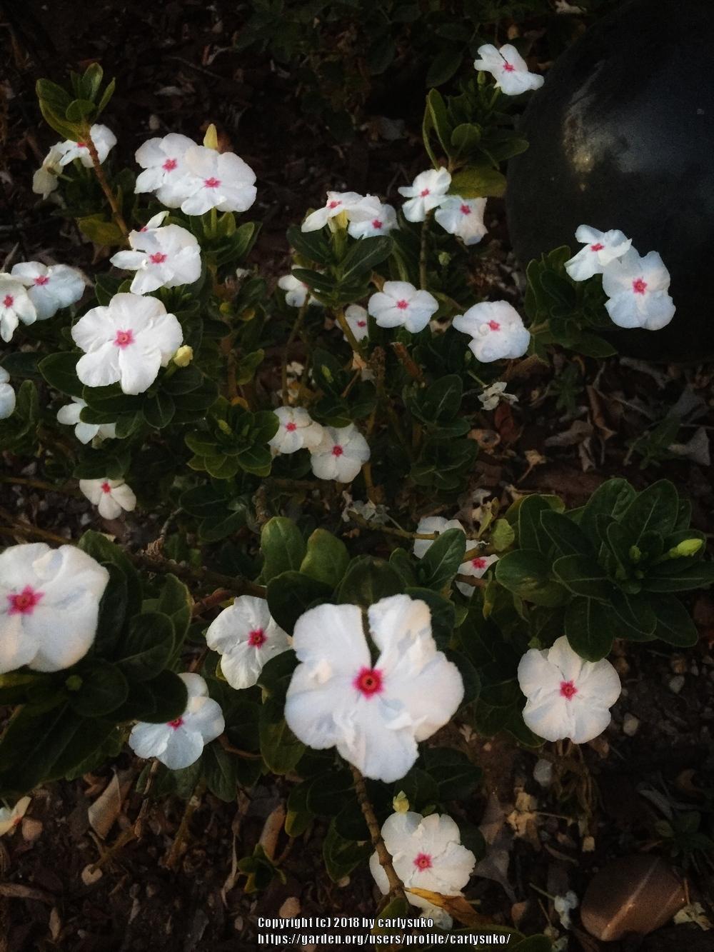 Photo of Madagascar Periwinkle (Catharanthus roseus 'Pacifica Polka Dot') uploaded by carlysuko