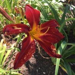 Location: My garden, Pequea, Pennsylvania, USA
Date: 2018-07-09
First summer in my garden; ugly, blotchy bloom; very disappointin