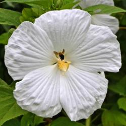 Location: Botanical Gardens of the State of Georgia...Athens, Ga
Date: 2018-07-08
White Hibiscus 024