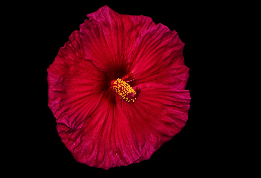 Photo of Hybrid Hardy Hibiscus (Hibiscus Luna™ Red) uploaded by dawiz1753