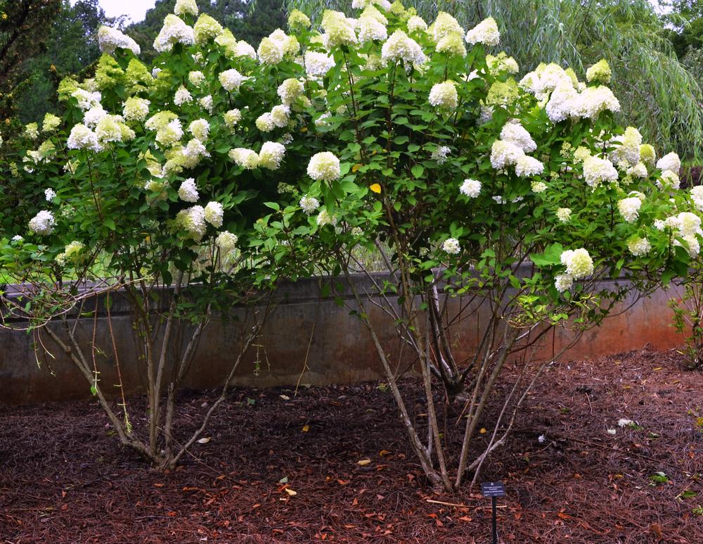 Photo of Panicle Hydrangea (Hydrangea paniculata Limelight™) uploaded by dawiz1753