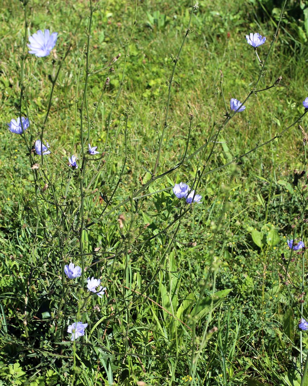 Photo of Chicory (Cichorium intybus) uploaded by delirow