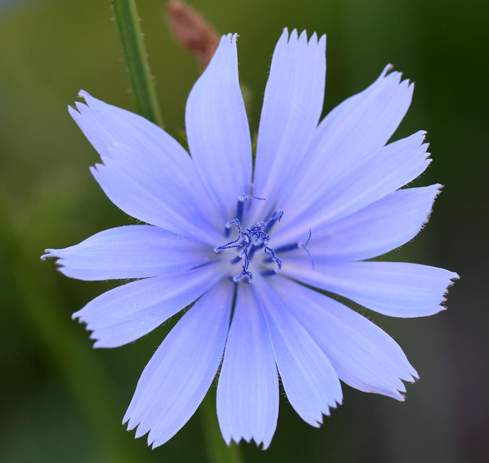 Photo of Chicory (Cichorium intybus) uploaded by delirow