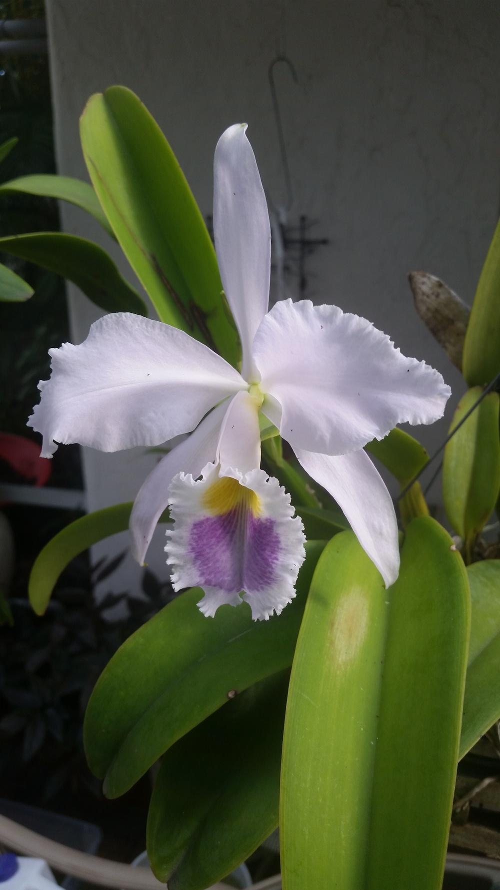 Photo of Orchid (Cattleya gaskelliana) uploaded by dyzzypyxxy