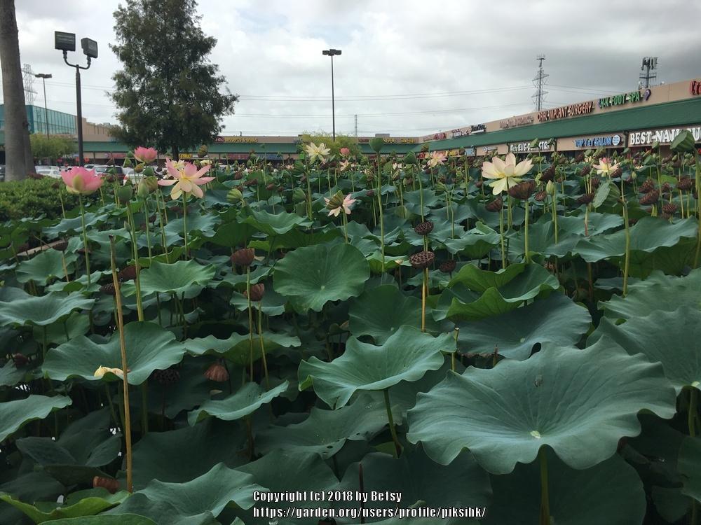 Photo of Sacred Lotus (Nelumbo nucifera) uploaded by piksihk