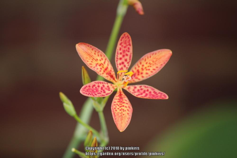 Photo of Species Iris (Iris domestica) uploaded by pinkiris