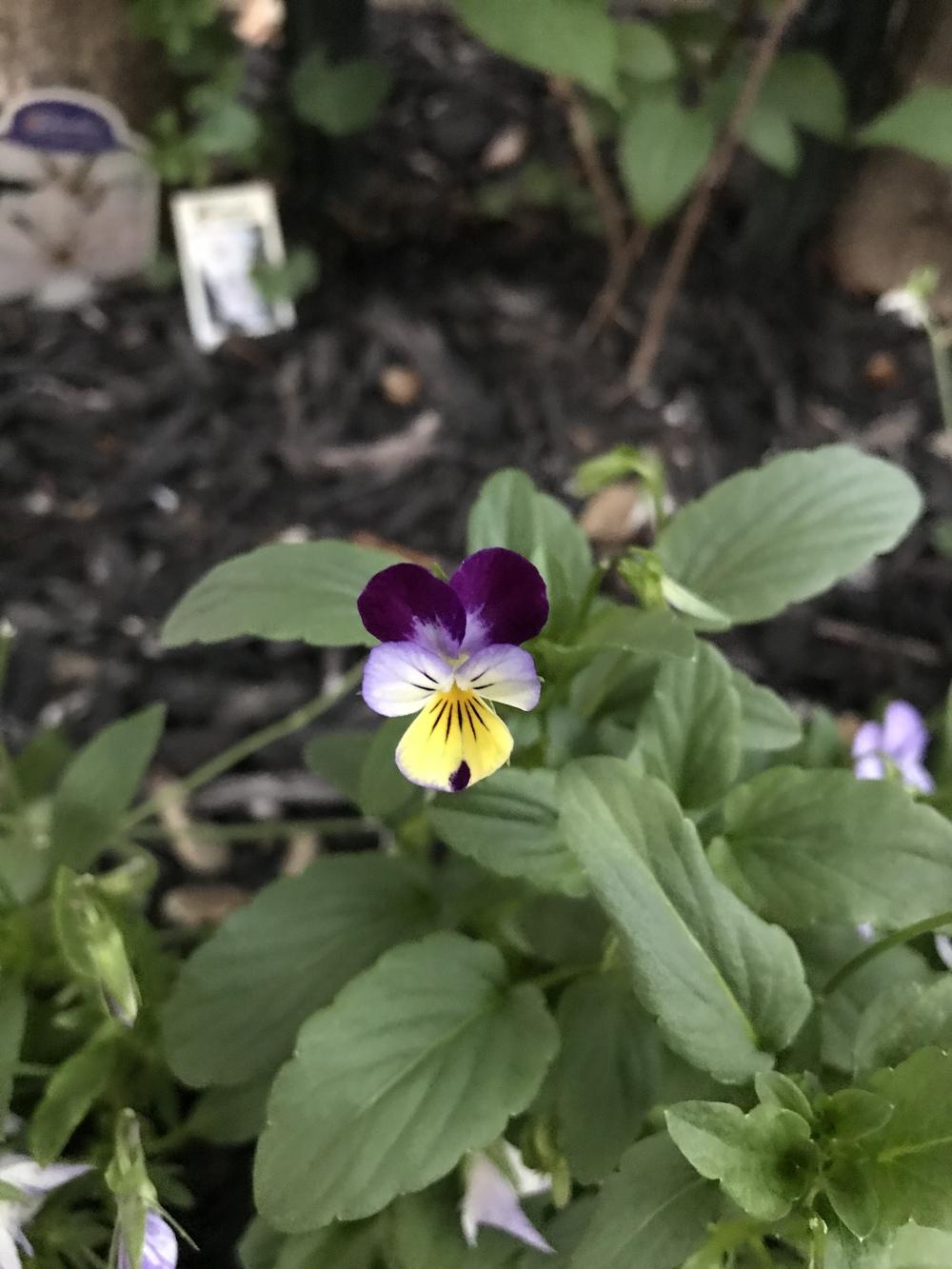 Photo of Johnny Jump-Up (Viola tricolor) uploaded by Michelezie