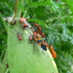 Location: My garden zone 5
Date: 2016-09-24
milkweed bugs on seed pod (they eat seeds)