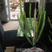Newly acquired  Euphorbia leucadendron