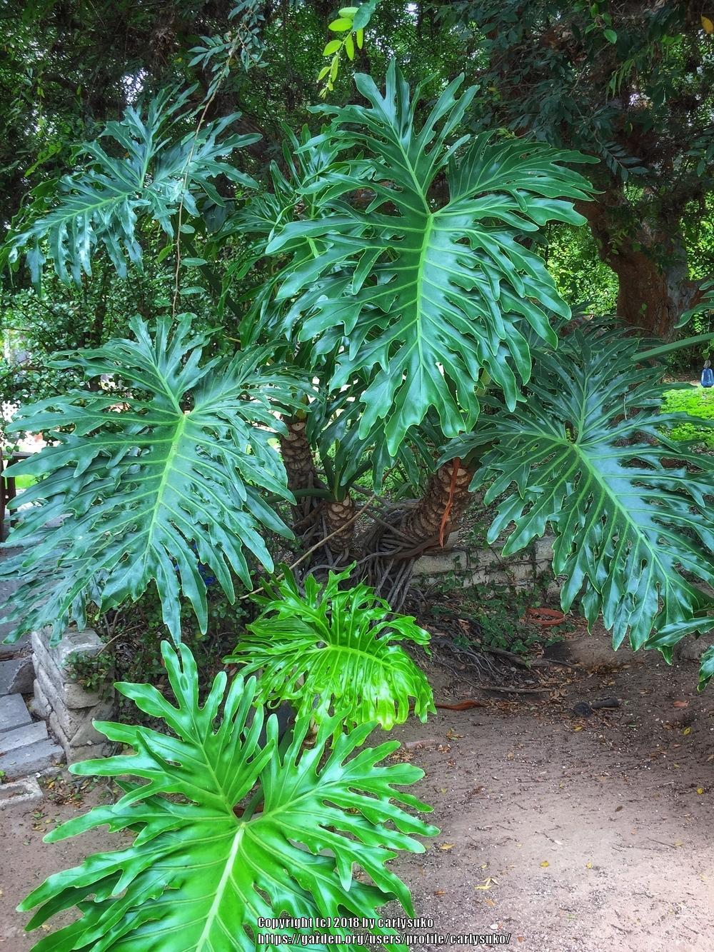 Photo of Tree Philodendron (Thaumatophyllum bipinnatifidum) uploaded by carlysuko