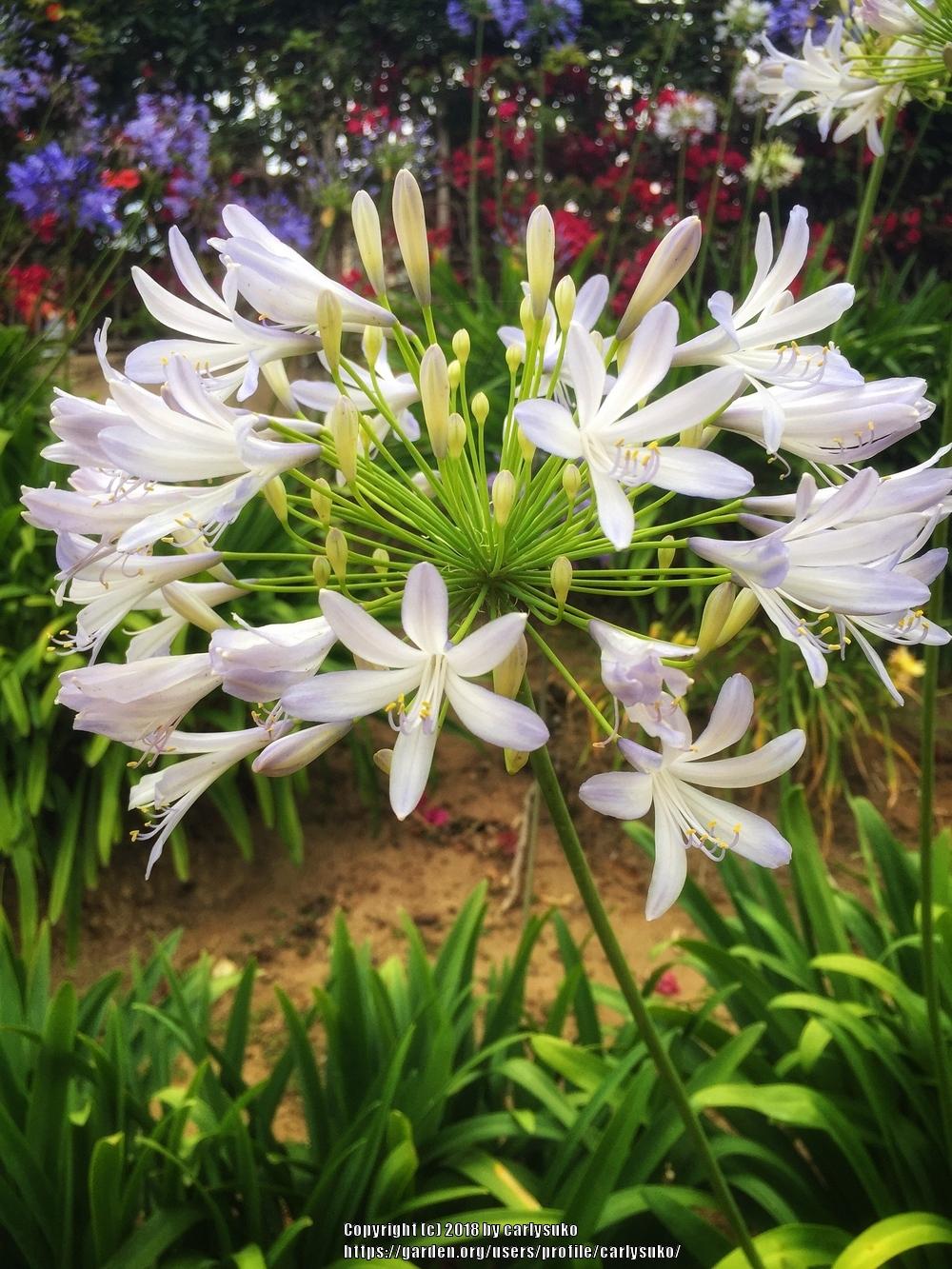 Photo of Lily of the Nile (Agapanthus praecox subsp. orientalis Queen Mum™) uploaded by carlysuko
