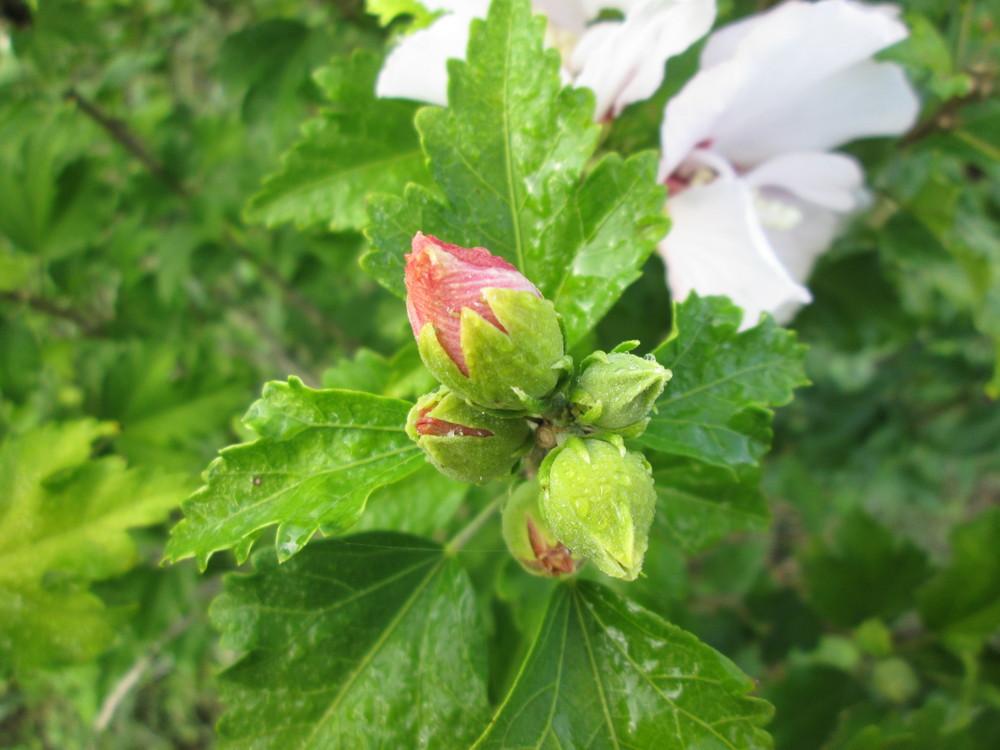 Photo of Roses of Sharon (Hibiscus syriacus) uploaded by christinereid54