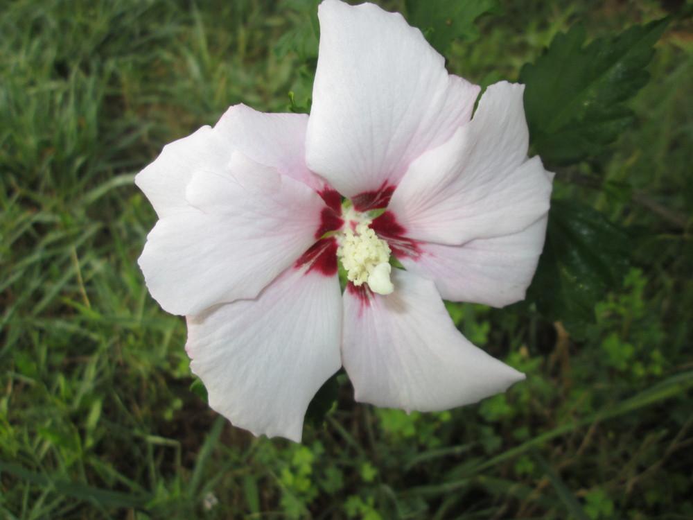 Photo of Roses of Sharon (Hibiscus syriacus) uploaded by christinereid54