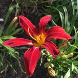 Location: My garden, Pequea, Pennsylvania, USA
Date: 2018-07-11
First summer in my garden; very pretty!