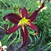 Source of my obsession with velvety red-black daylilies.