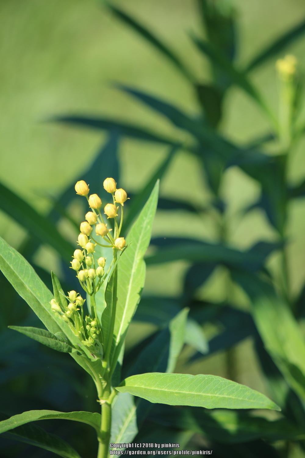 Photo of Tropical Milkweed (Asclepias curassavica 'Silky Gold') uploaded by pinkiris