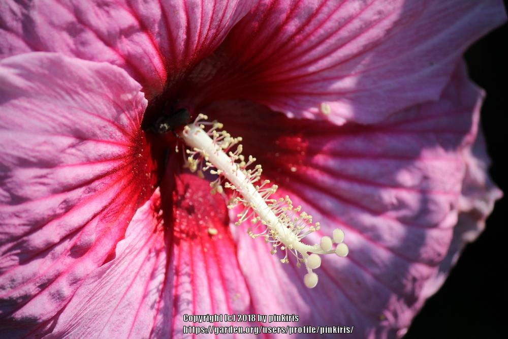 Photo of Hybrid Hardy Hibiscus (Hibiscus Summerific™ Summer Storm) uploaded by pinkiris