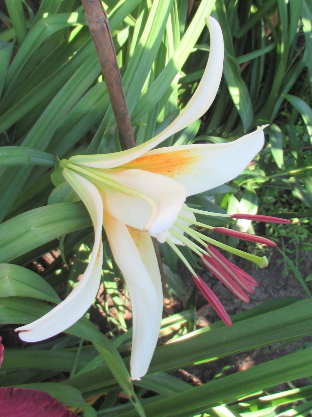 Photo of Lily (Lilium 'White Amber') uploaded by stilldew