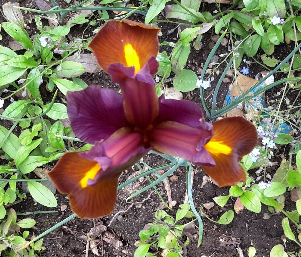 Photo of Dutch Iris (Iris x hollandica) uploaded by Hajue