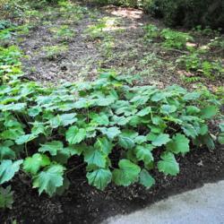 Location: Longwood Gardens in southeast PA
Date: 2018-07-10
a few plants together before blooming