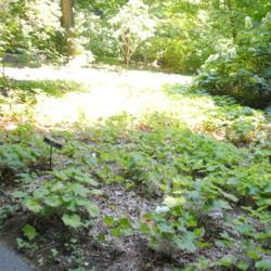 Location: Longwood Gardens in southeast PA
Date: 2018-07-10
planted mass in forest area