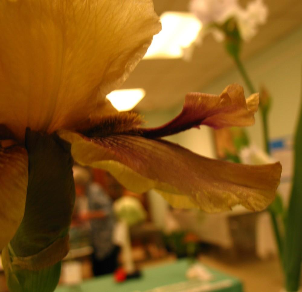 Photo of Tall Bearded Iris (Iris 'Thornbird') uploaded by Lalambchop1