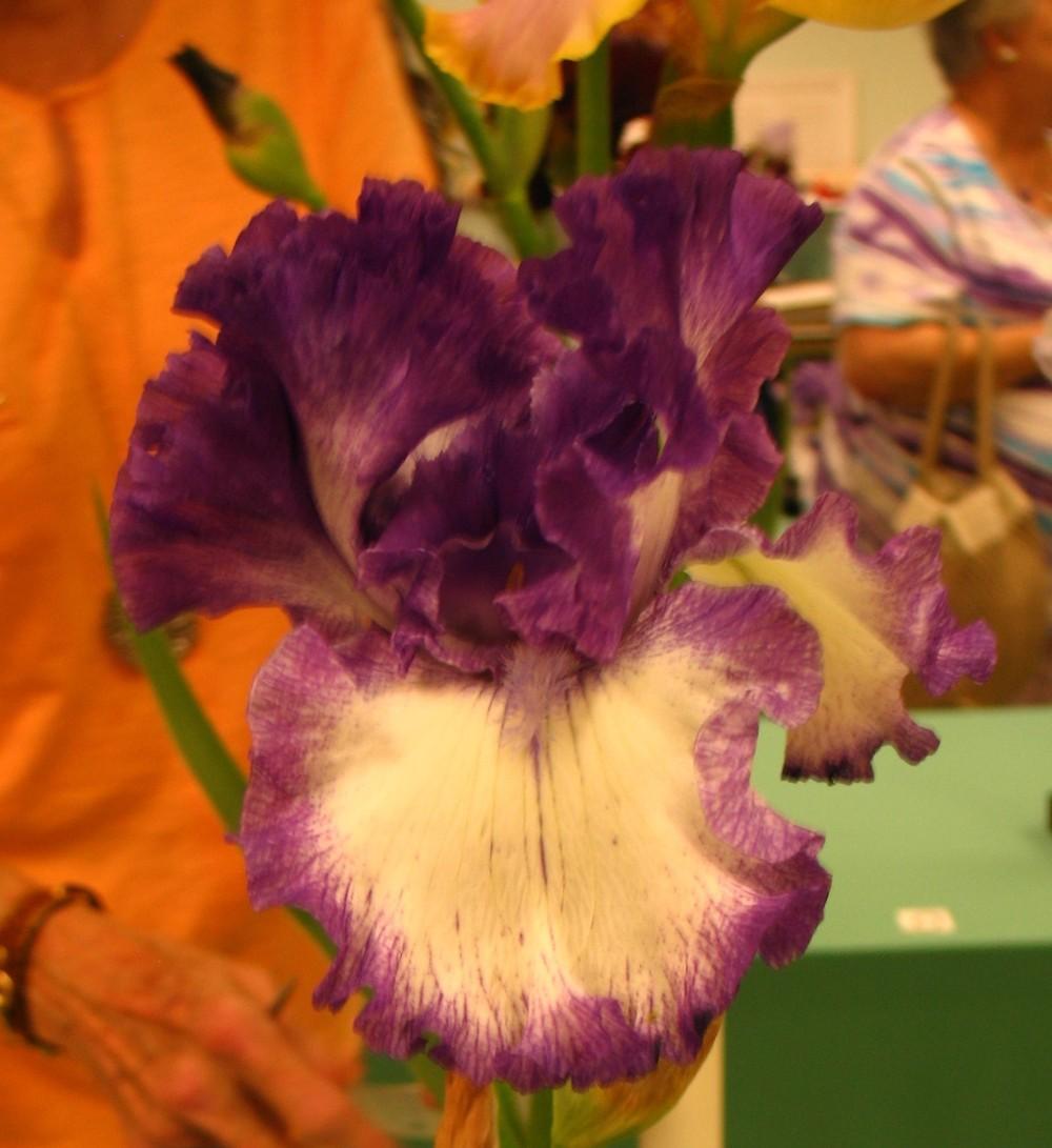 Photo of Tall Bearded Iris (Iris 'American Classic') uploaded by Lalambchop1