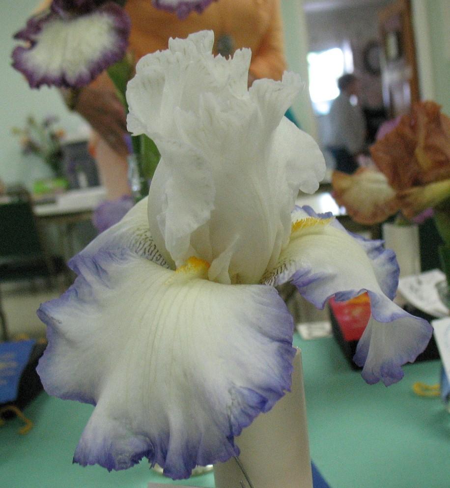 Photo of Tall Bearded Iris (Iris 'Queen's Circle') uploaded by Lalambchop1