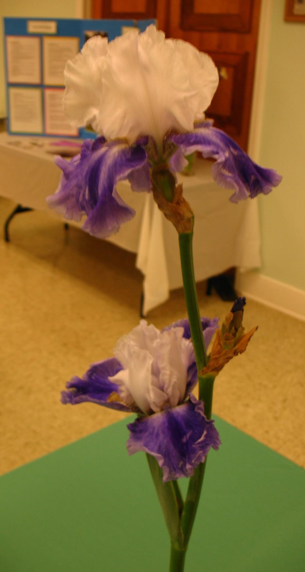 Photo of Tall Bearded Iris (Iris 'Whispering Falls') uploaded by Lalambchop1