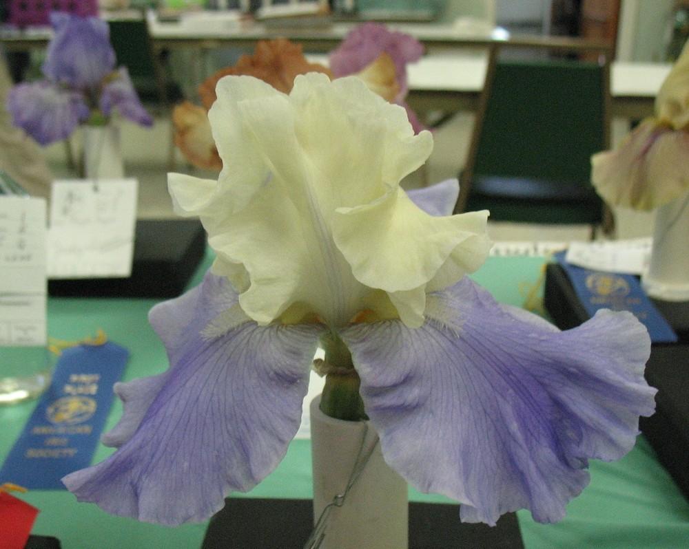 Photo of Tall Bearded Iris (Iris 'Stairway to Heaven') uploaded by Lalambchop1