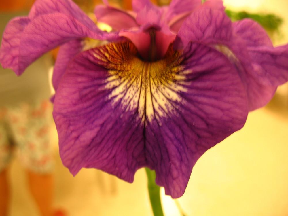 Photo of Siberian Iris (Iris 'Tall Dark and Handsome') uploaded by Lalambchop1