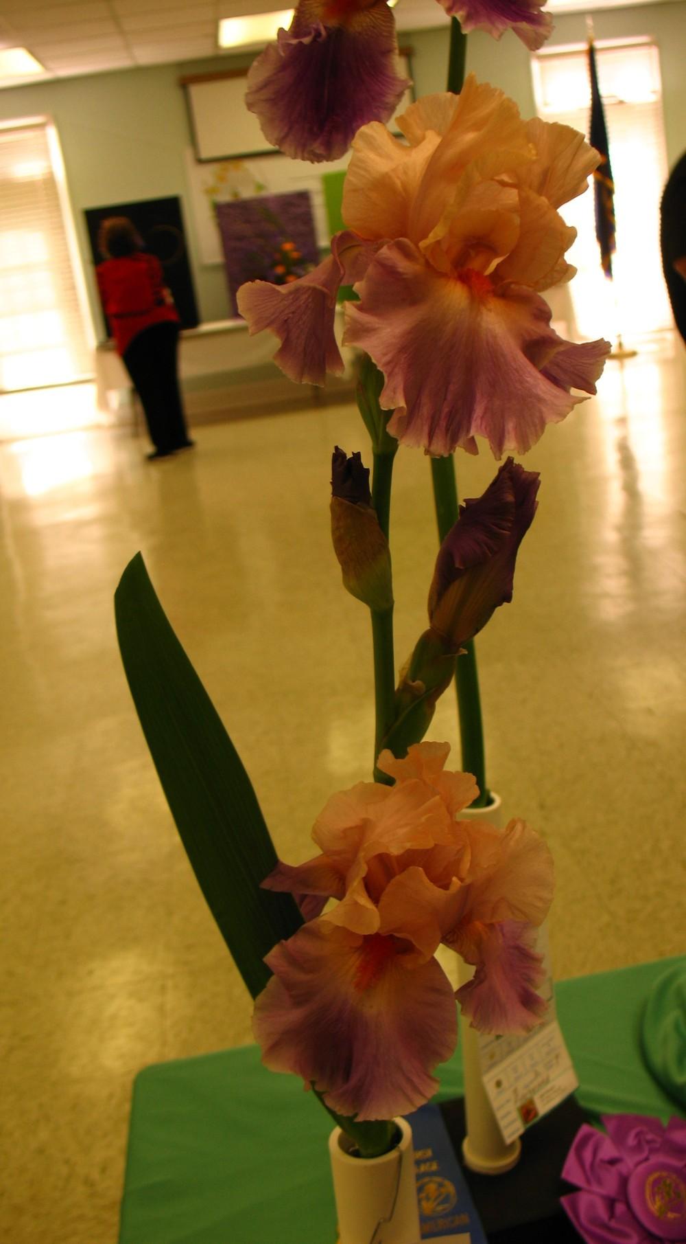 Photo of Tall Bearded Iris (Iris 'Discovered Treasure') uploaded by Lalambchop1