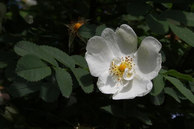 Photo of Wingthorn Rose (Rosa omeiensis) uploaded by RuuddeBlock