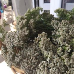 Location: Varna
Date: 12.07.2018
An Yarrow ready for drying as a herb