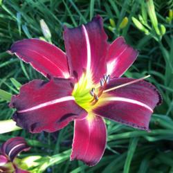 Location: My zone 5 garden.
Date: 2018-07-12
One of the many faces of one of my favorite daylilies.