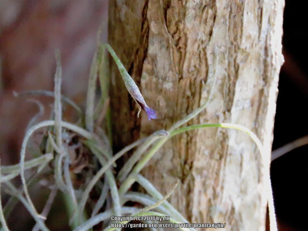 Photo of Ball Moss (Tillandsia recurvata) uploaded by plantladylin