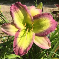 Location: My garden in Warrenville, SC
Date: 2018-07-12
First bloom on a new plant to my garden