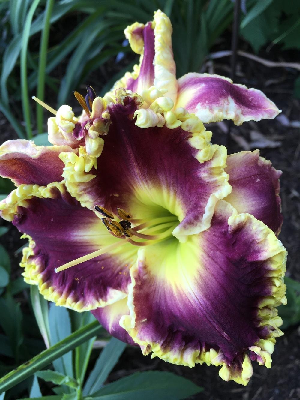 Photo of Daylily (Hemerocallis 'When Royals Dream') uploaded by Legalily
