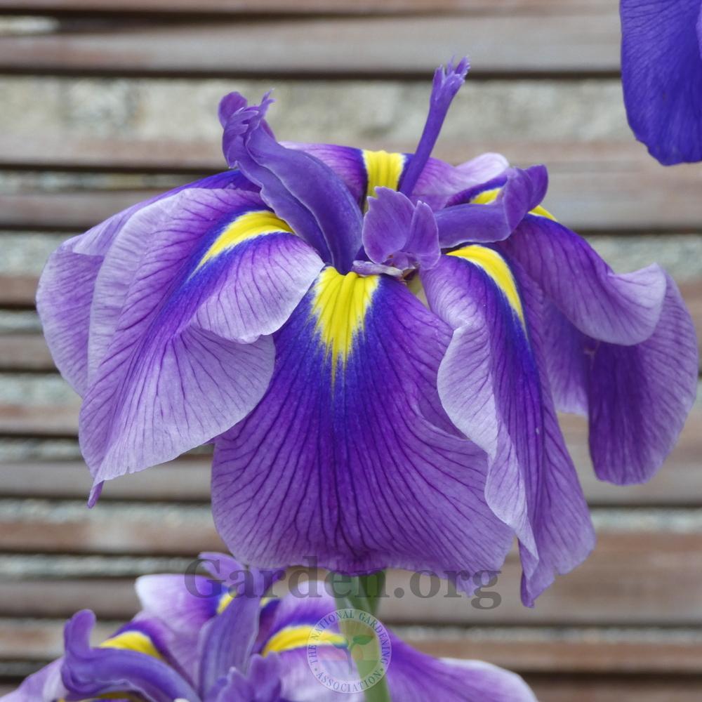 Photo of Japanese Iris (Iris ensata 'Oriental Eyes') uploaded by Patty