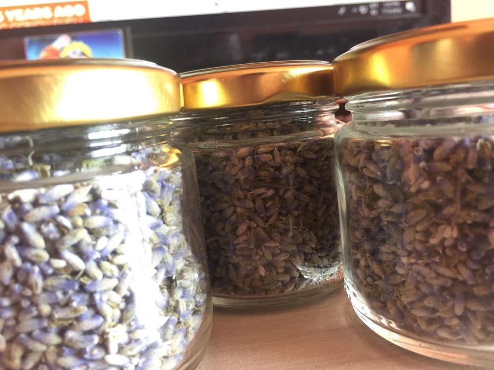 Photo of English Lavender (Lavandula angustifolia) uploaded by ZGadev