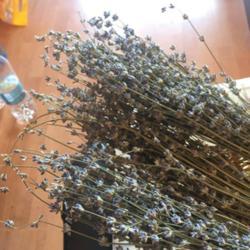 Location: Varna
Date: 13.07.2018
English Lavender dried and ready for herb storage