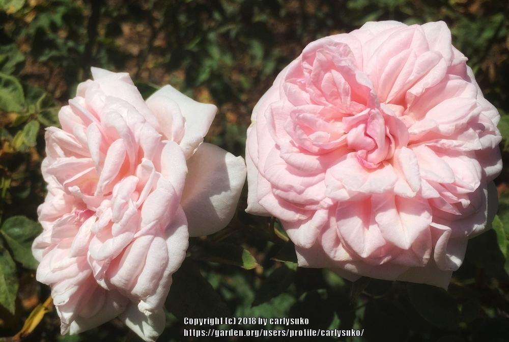 Photo of Rose (Rosa 'Felicite Parmentier') uploaded by carlysuko