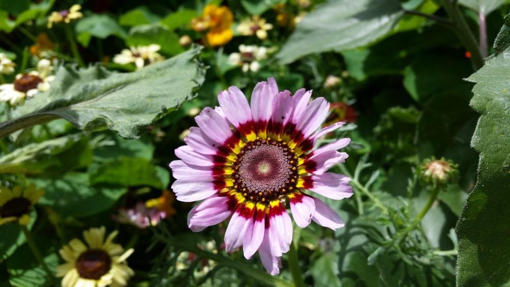 Photo of Tricolor Chrysanthemum (Ismelia carinata) uploaded by duckkillerclyde