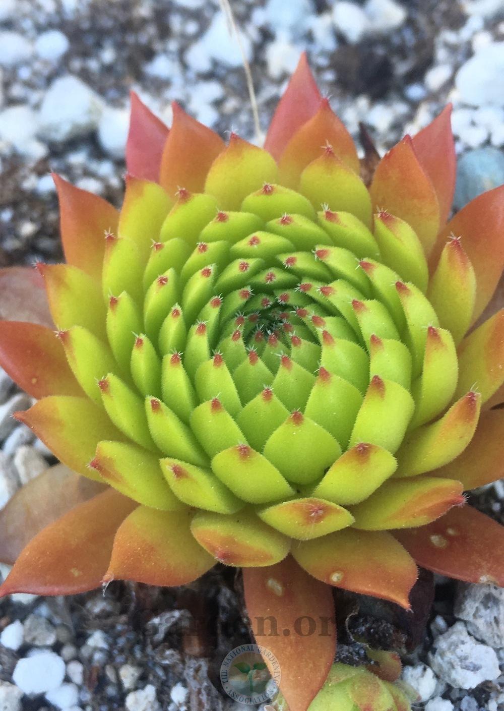 Photo of Hen and Chicks (Sempervivum 'Elaine') uploaded by springcolor