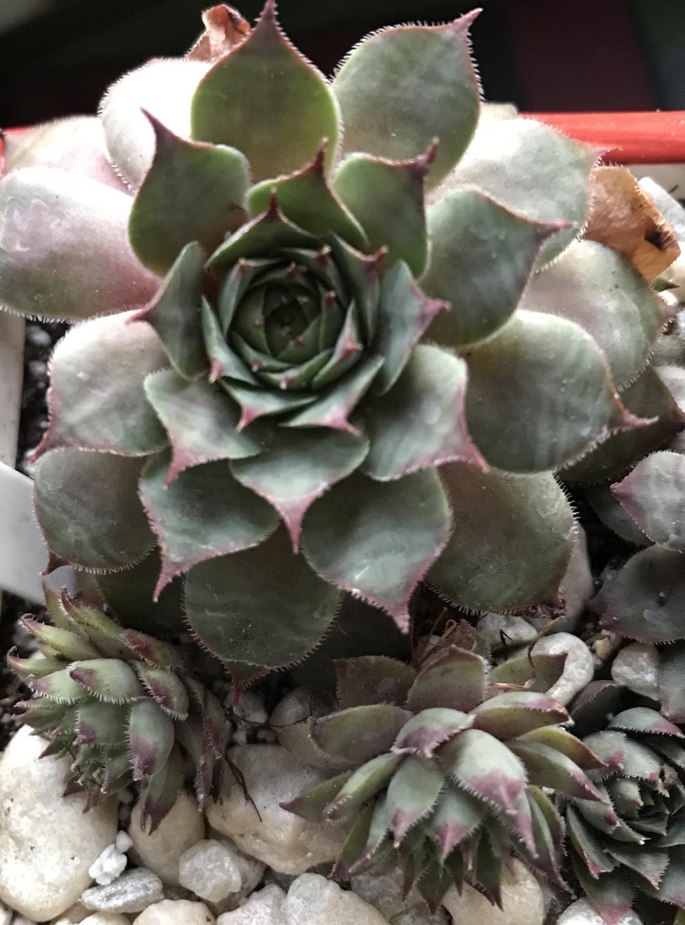 Photo of Hen and Chicks (Sempervivum 'Dolo') uploaded by Foxamilion