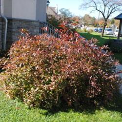 Location: Wayne, Pennsylvania
Date: 2014-10-26
red fall color on mature specimen