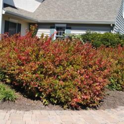 Location: western Chester County, PA
Date: 2014-09-23
starting red fall color of large plants in foundation