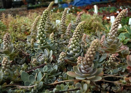 Photo of Japanese Dunce's Cap (Orostachys boehmeri) uploaded by Lalambchop1